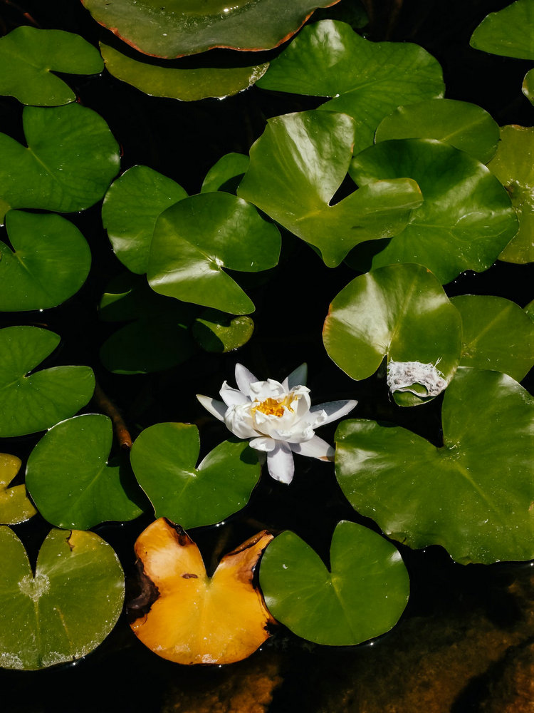 氨氮